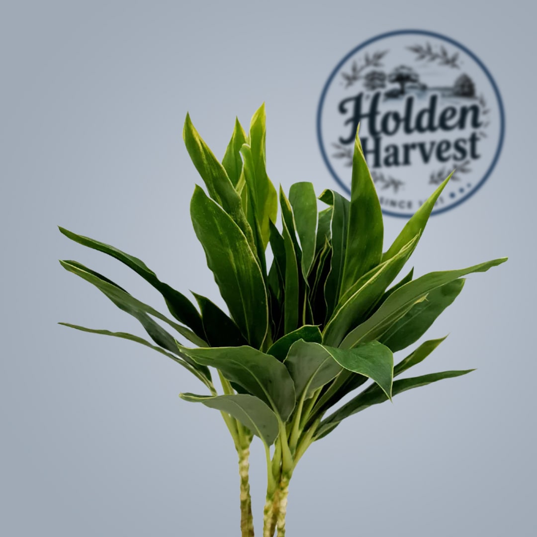 Cordyline